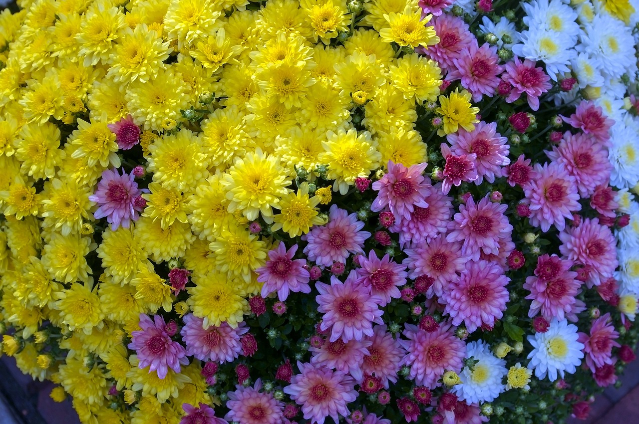 flowers at madison market  mums  flowers free photo