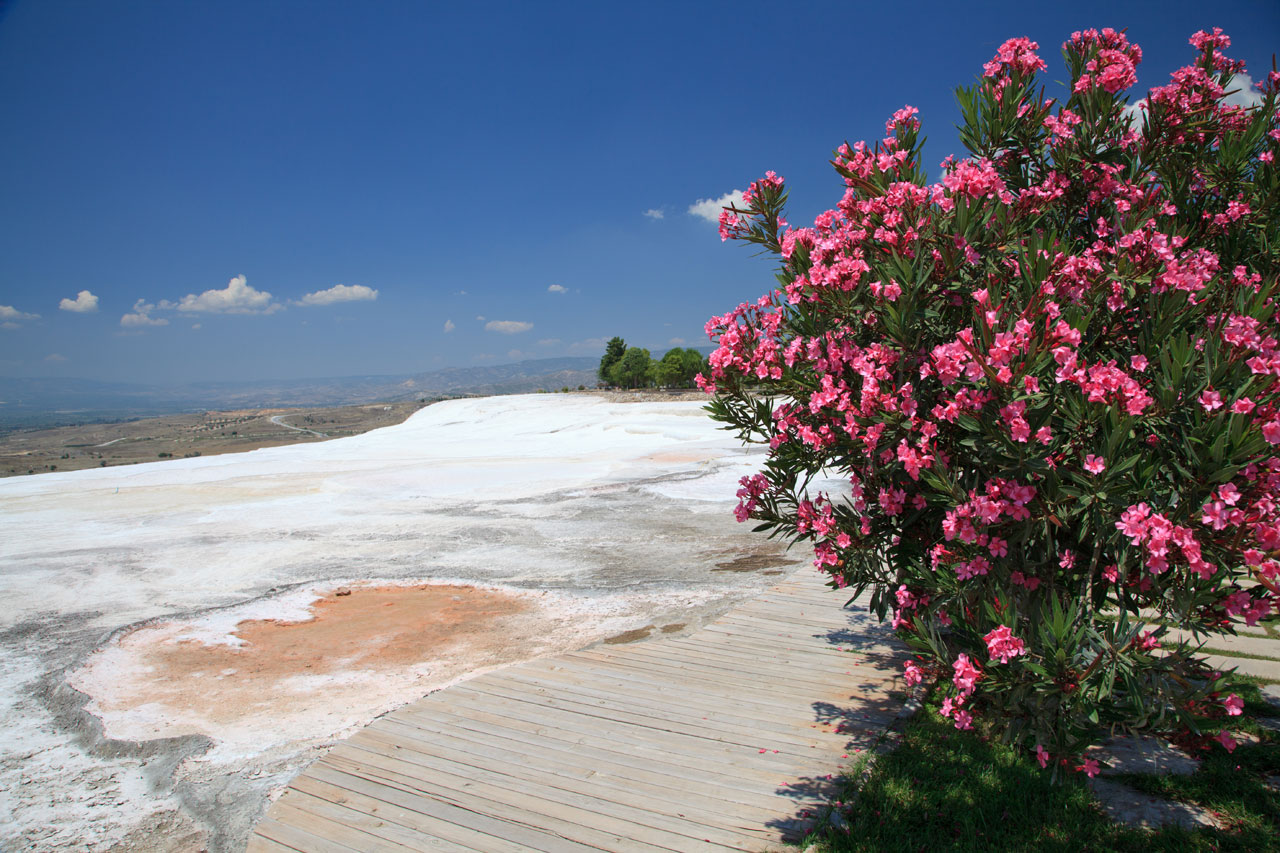 ancient calcium flower free photo