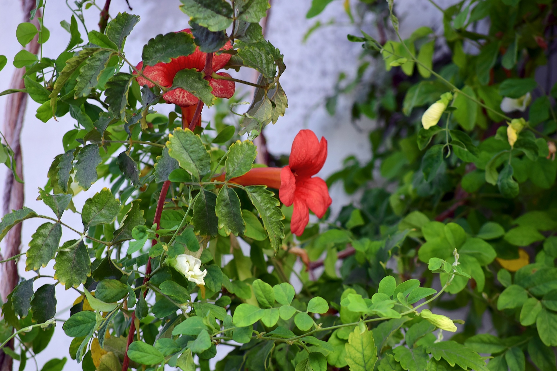 orange flower leaves free photo