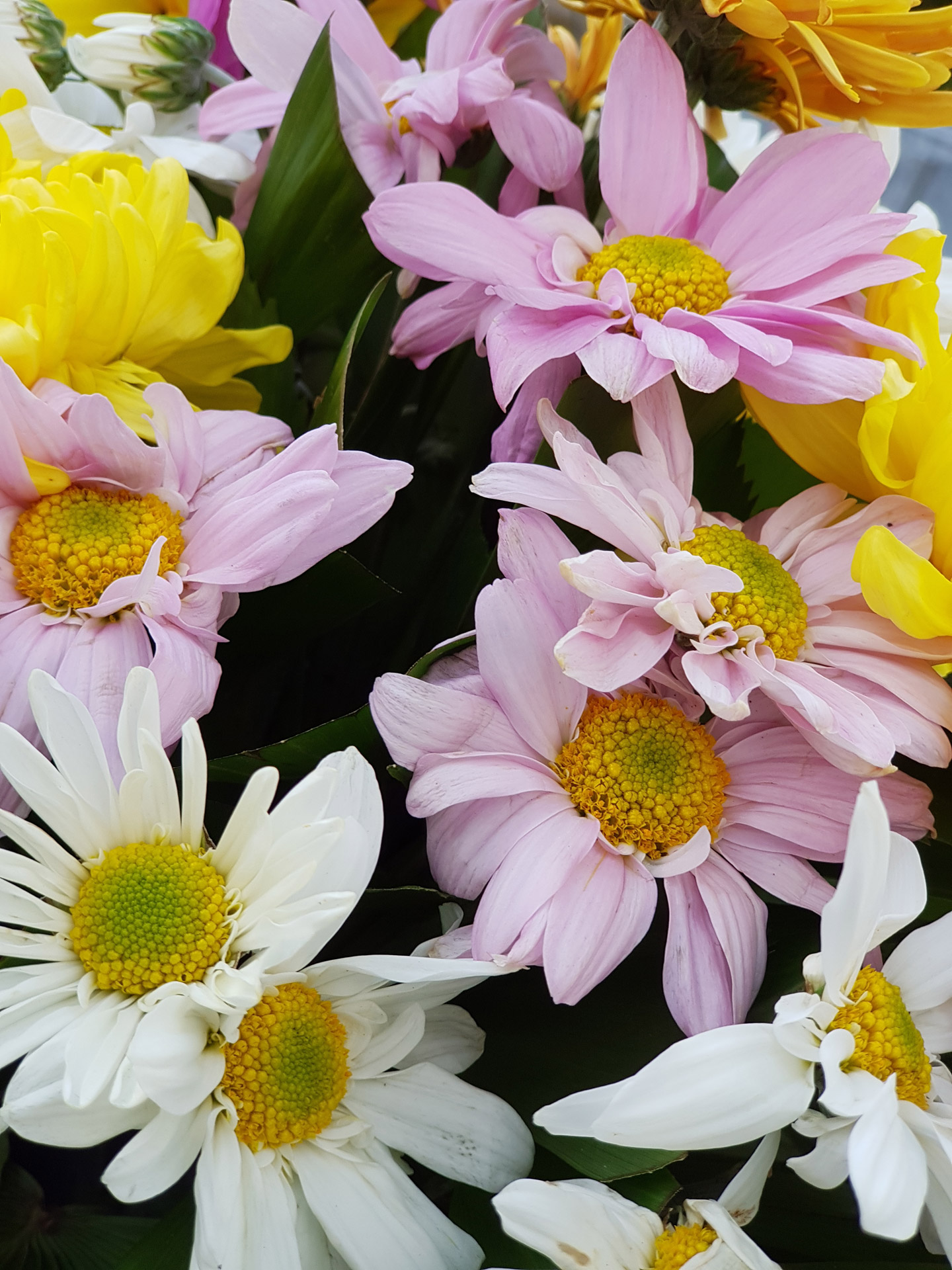 colorful flowers flowers background petals free photo