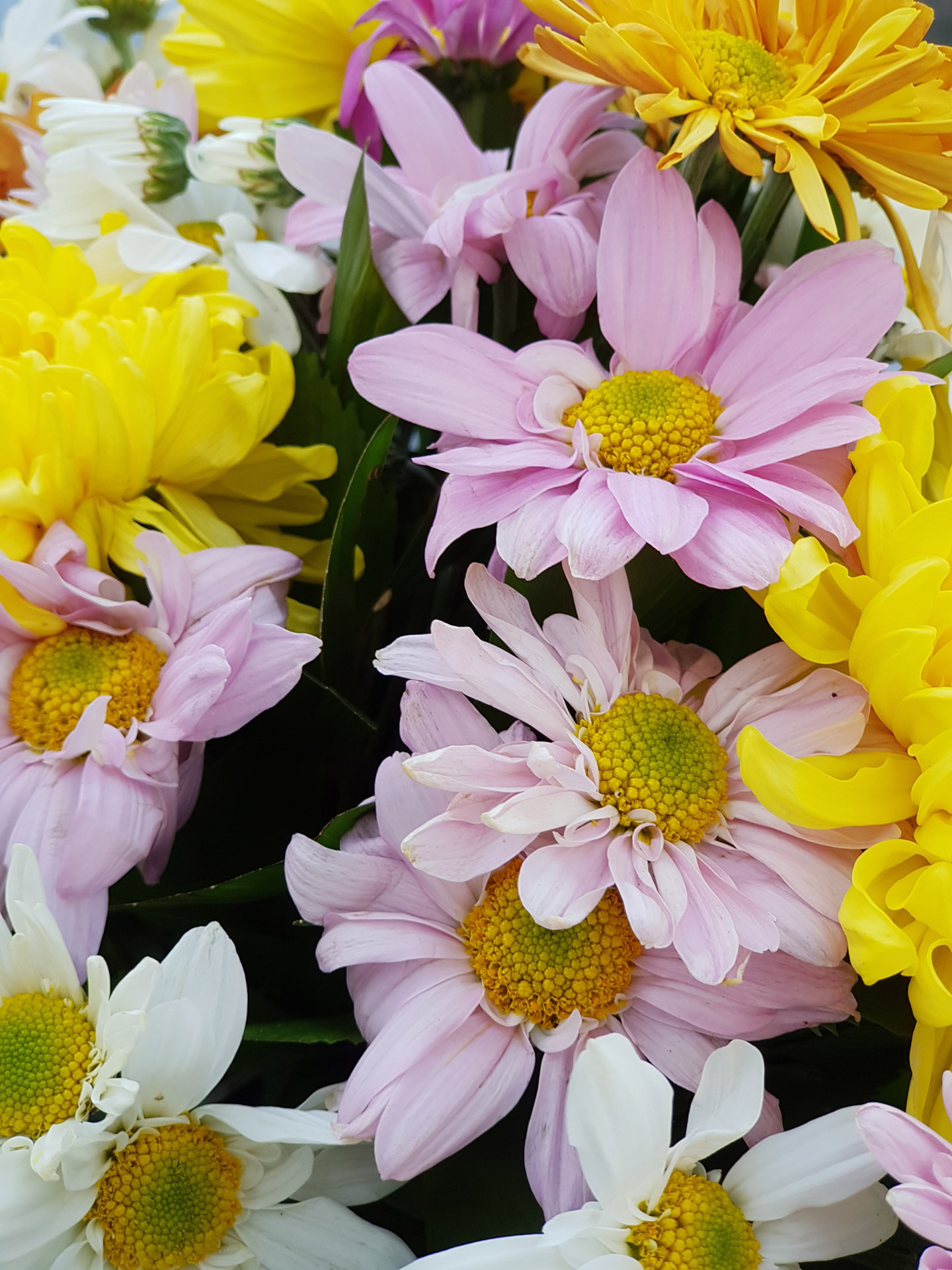 colorful flowers flowers background petals free photo