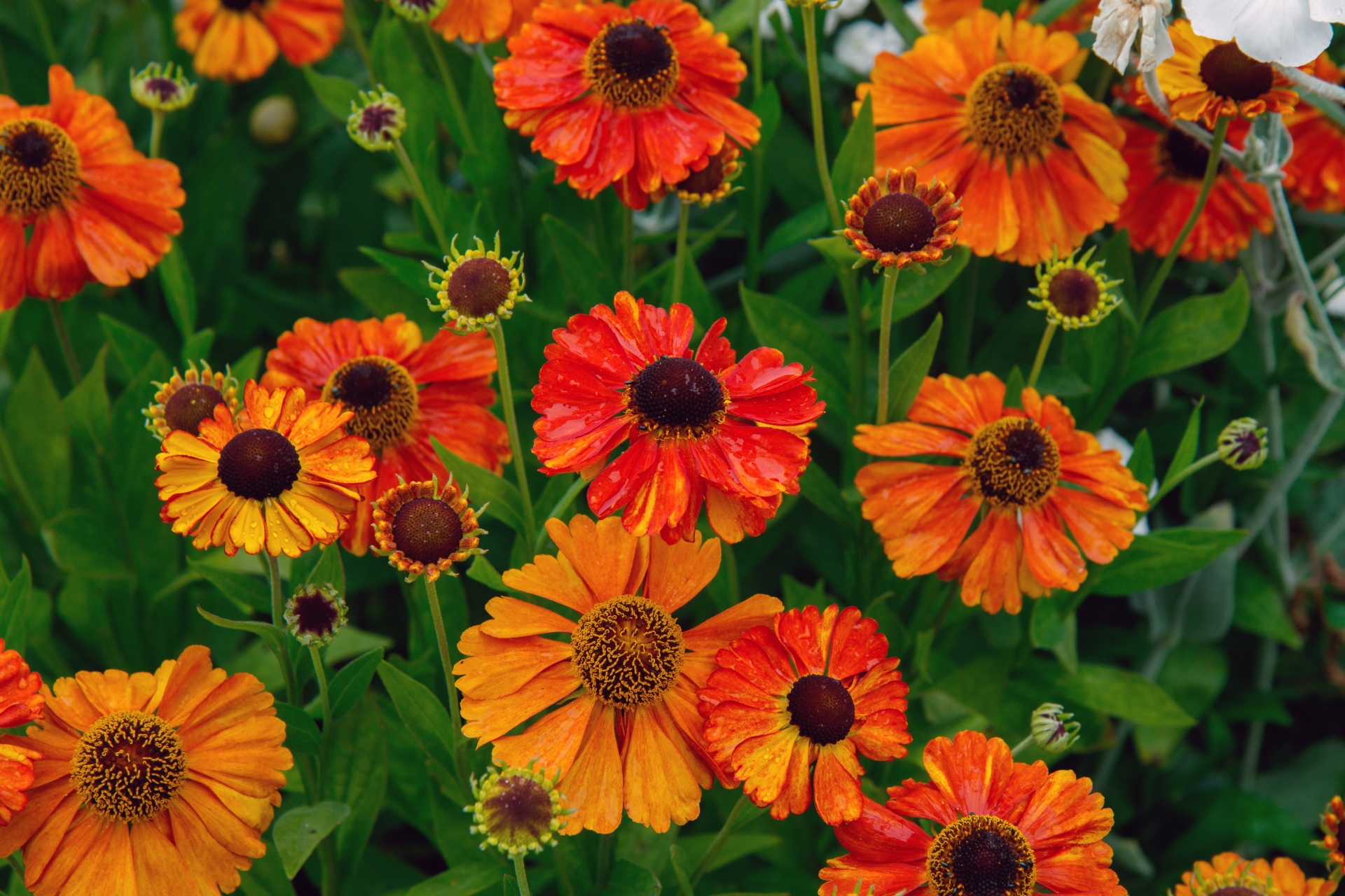 flowers orange background free photo