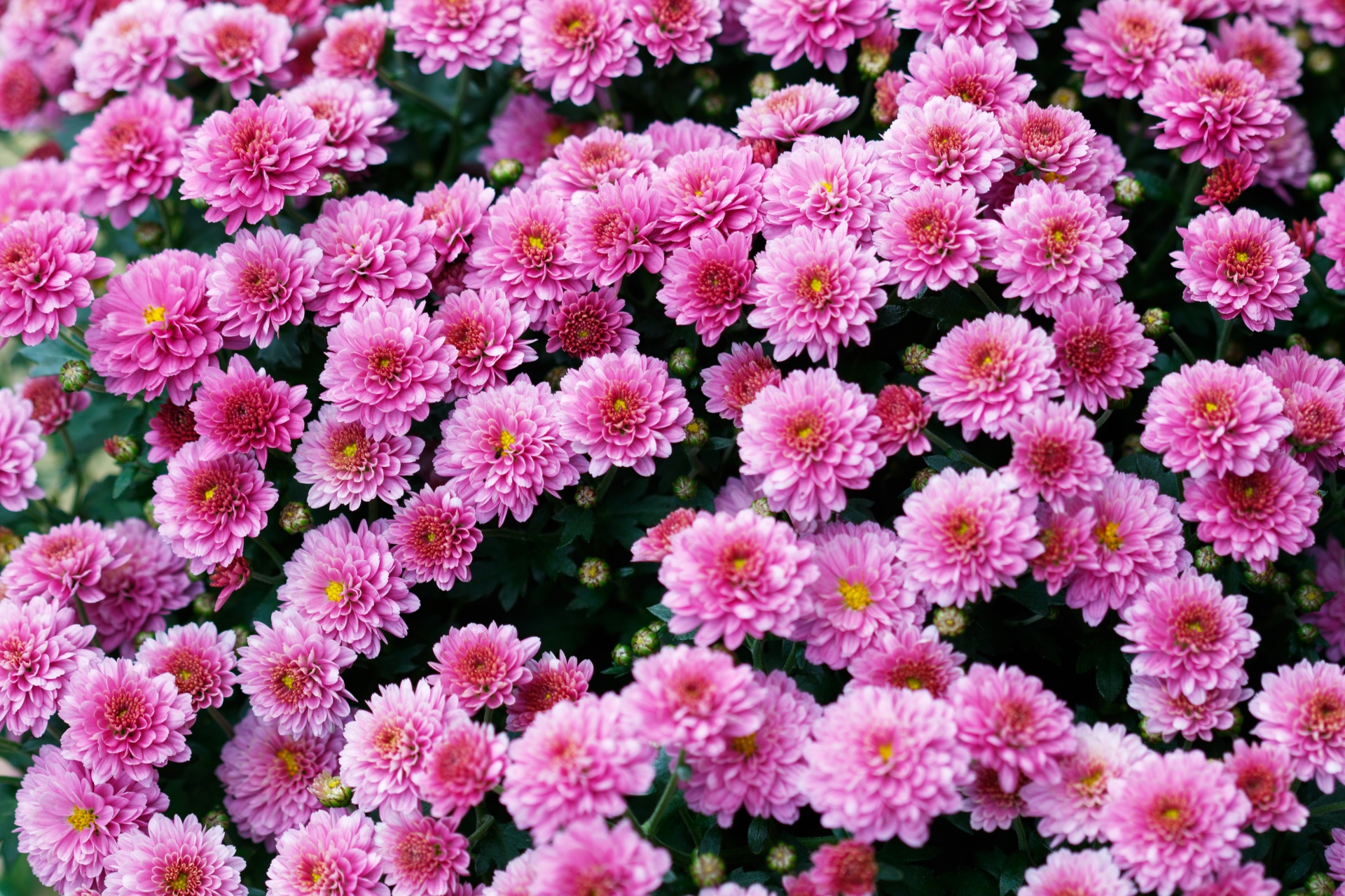 flowers background wallpaper free photo