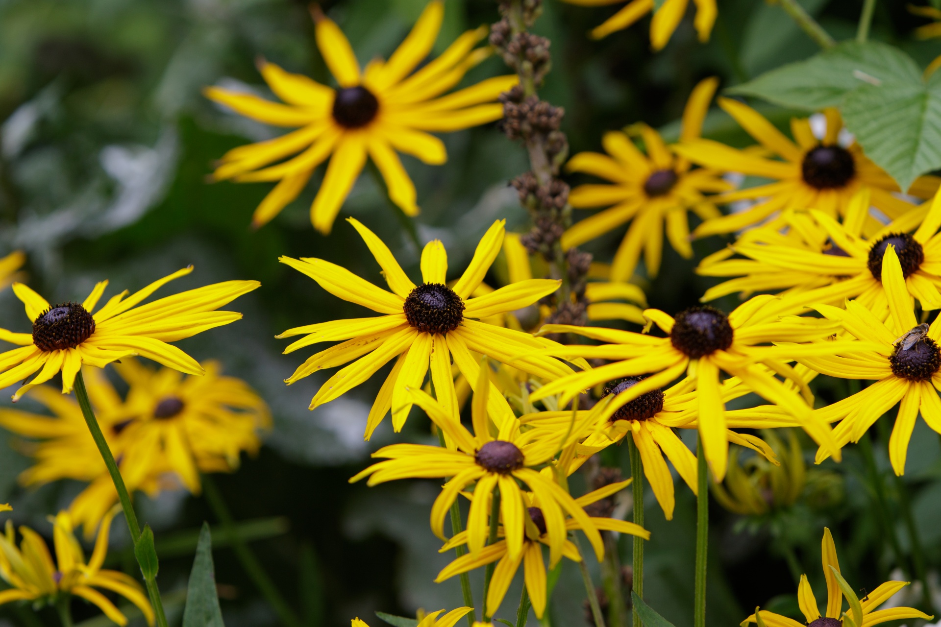 flower flowers yellow free photo