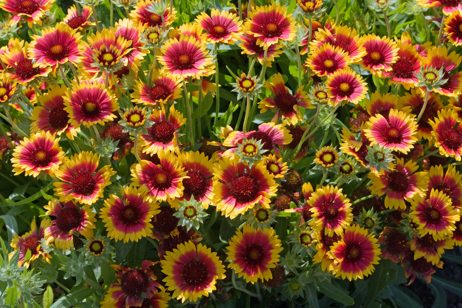 flowers background orange free photo