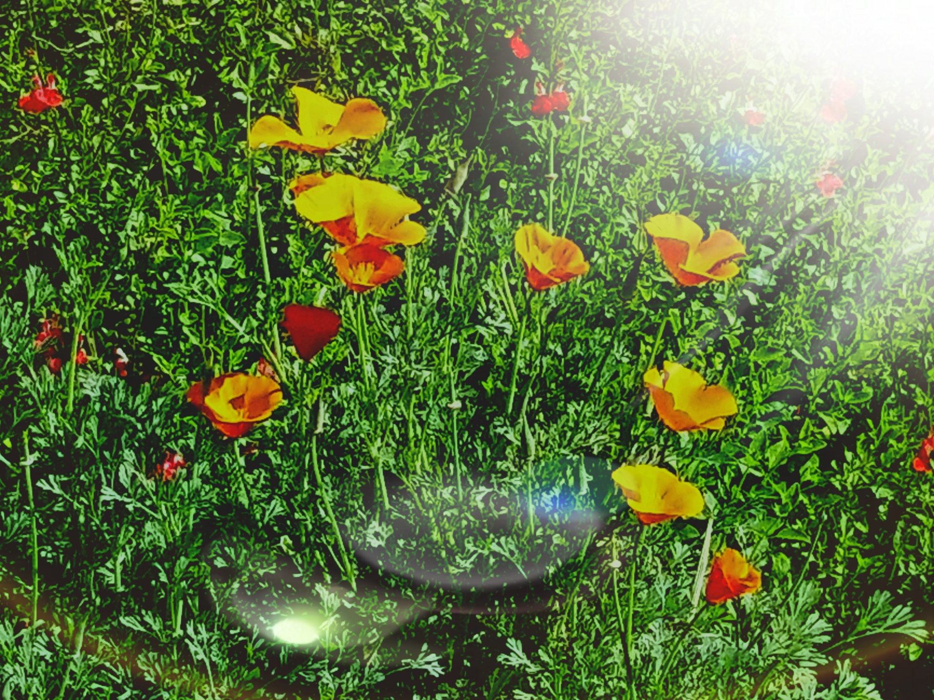 light stream poppies free photo