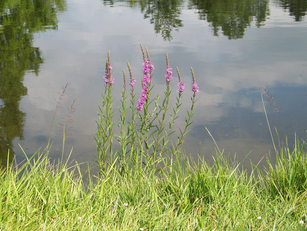 purple flowers summer free photo