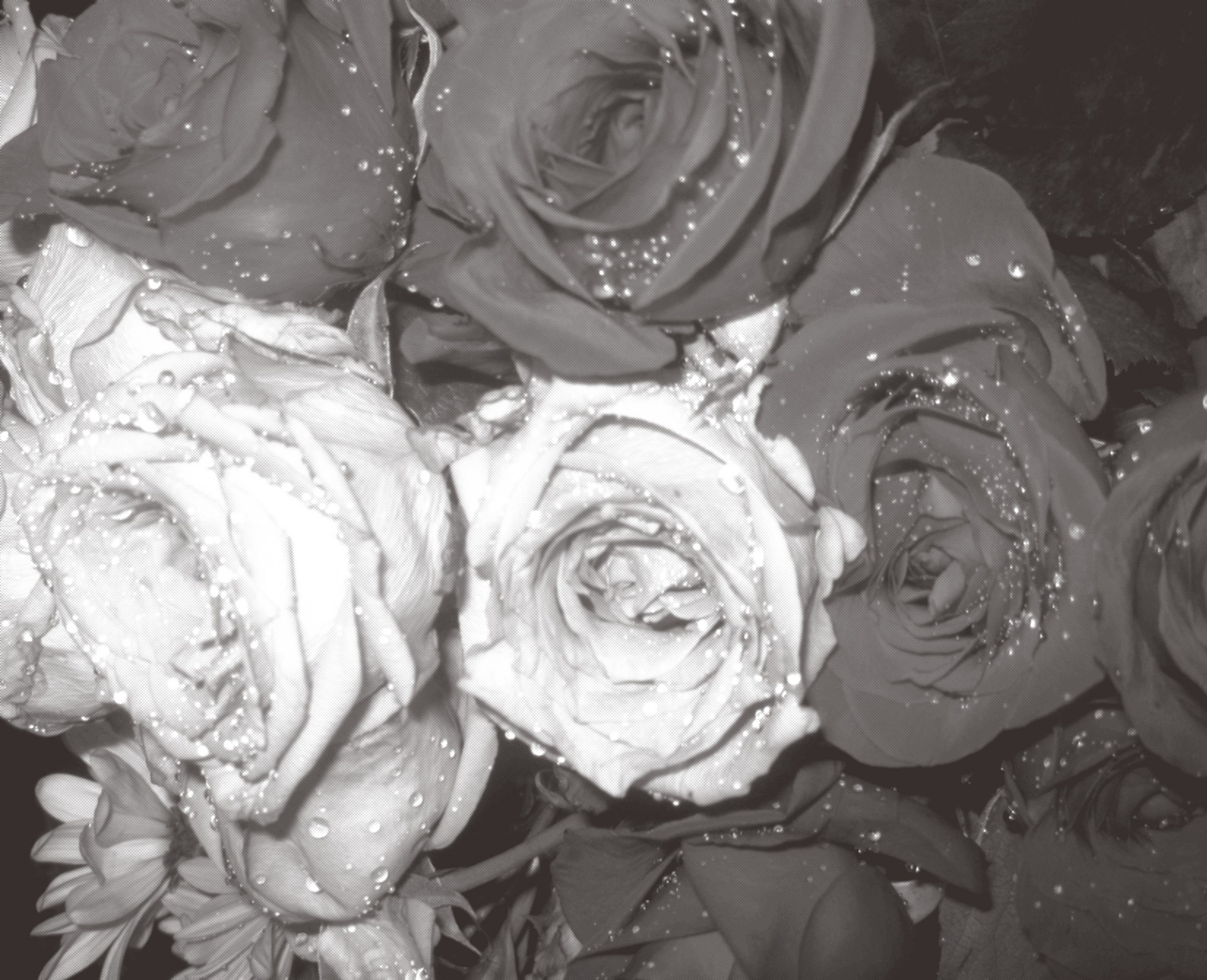 flowers black-white rose free photo