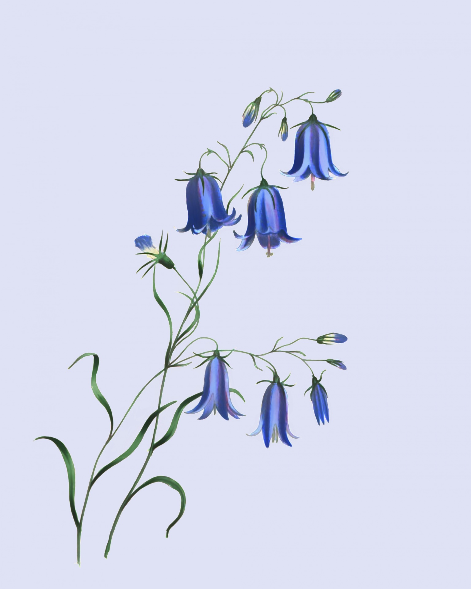 flowers floral bluebell free photo