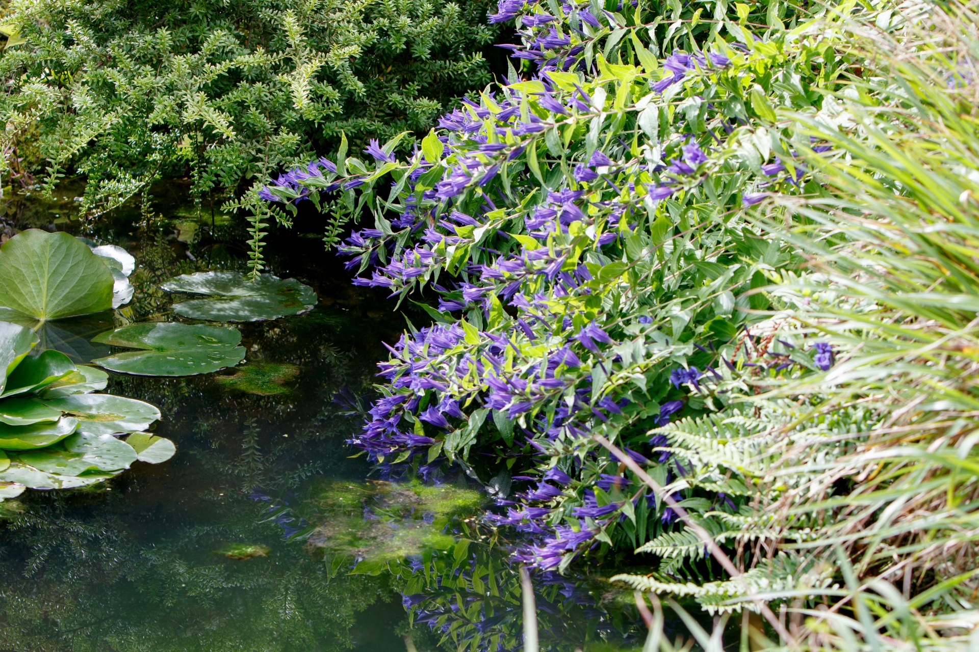 flowers blue pond free photo