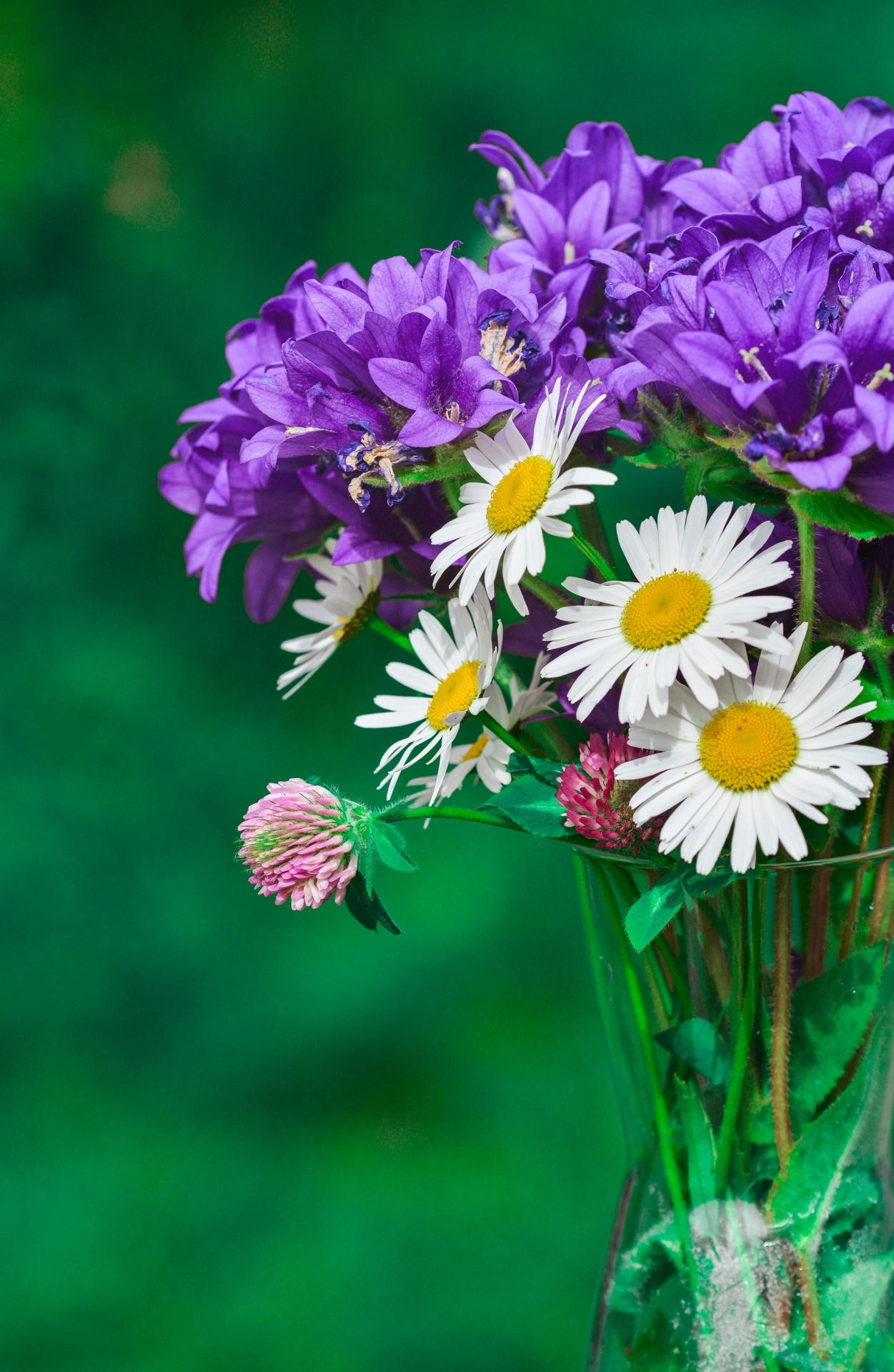 flowers purple blue free photo