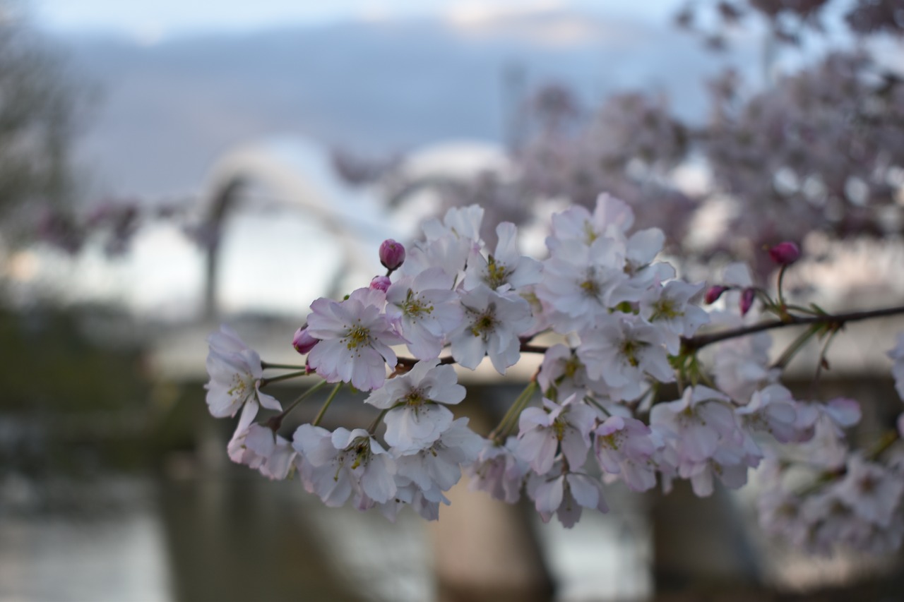 flowers bridge  lyon  raymond barre free photo