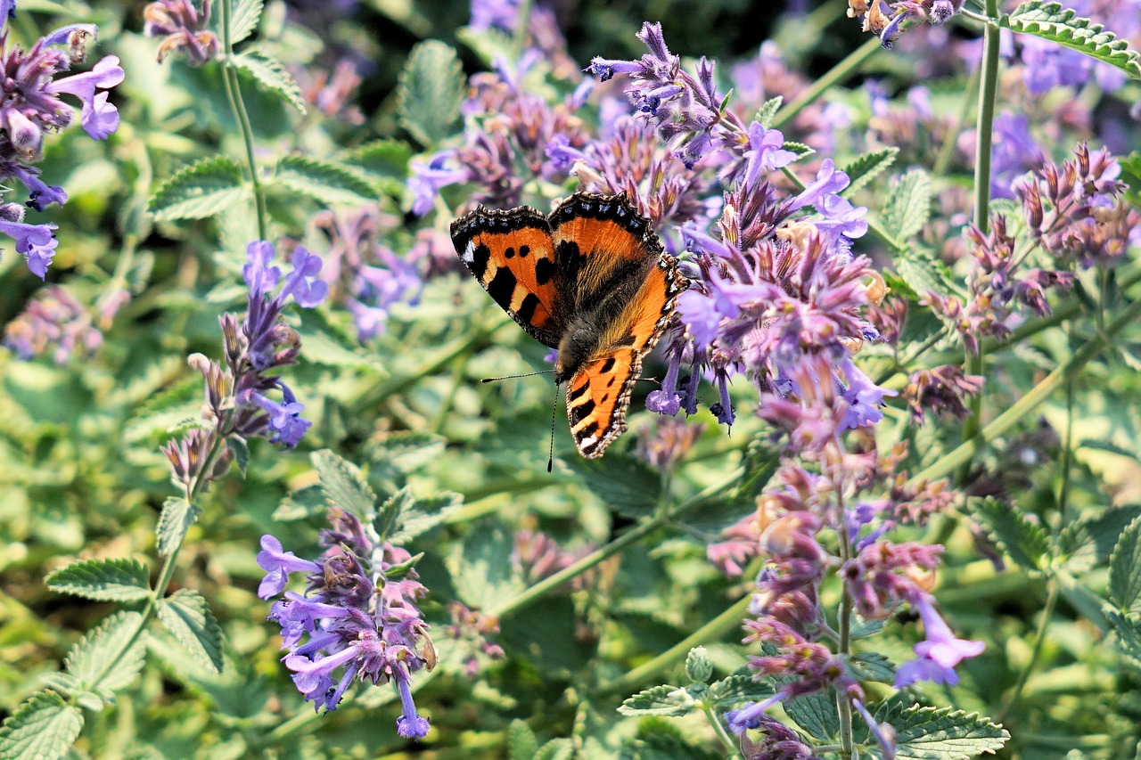 flowers butterfly wing insect free photo