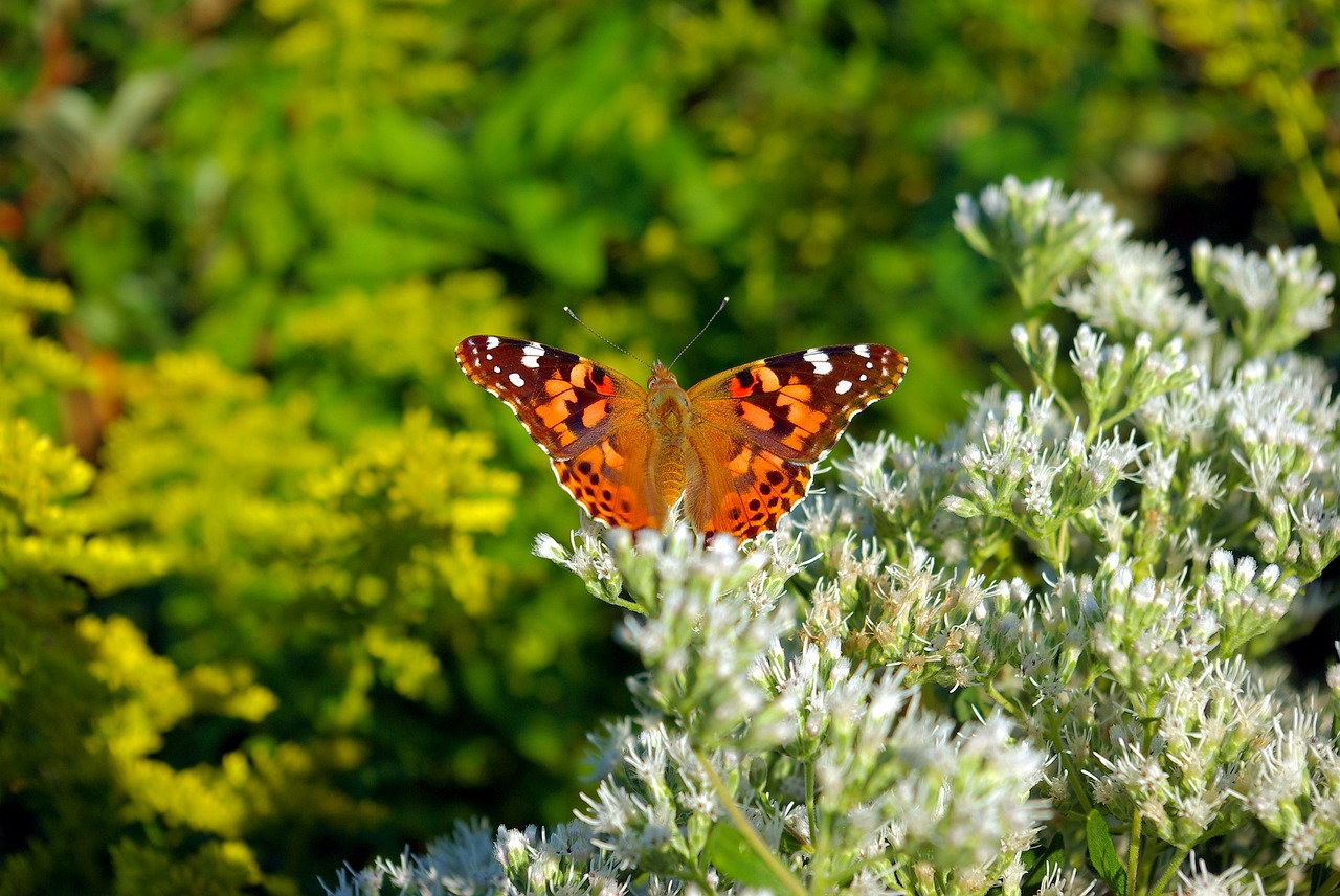 flowers butterfly  plant  flowering free photo