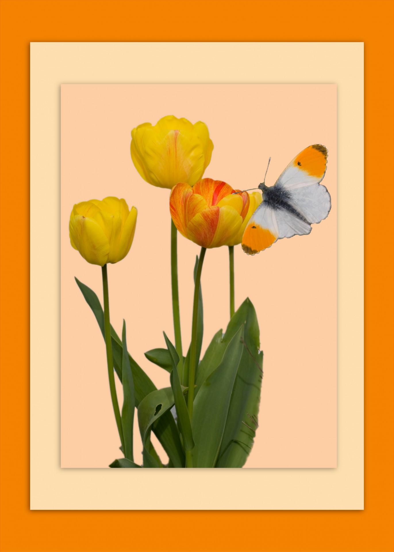 tulip tulips butterfly free photo
