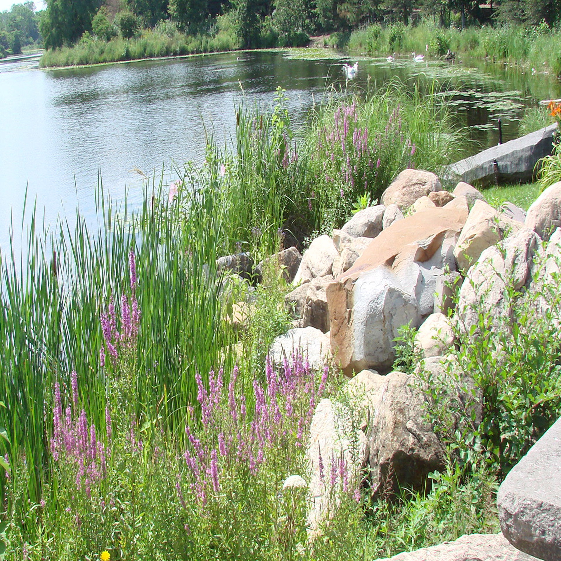 flowers lake nature center free photo