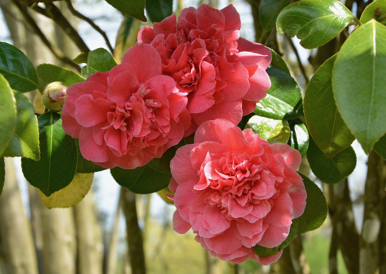 flowers camellia  camellia pink  flower buds free photo