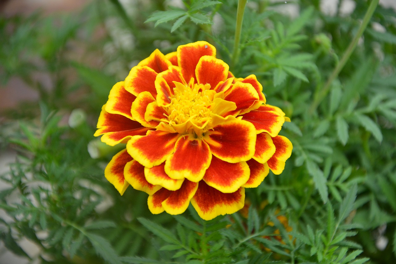 flowers carnation turkey  plant  garden free photo