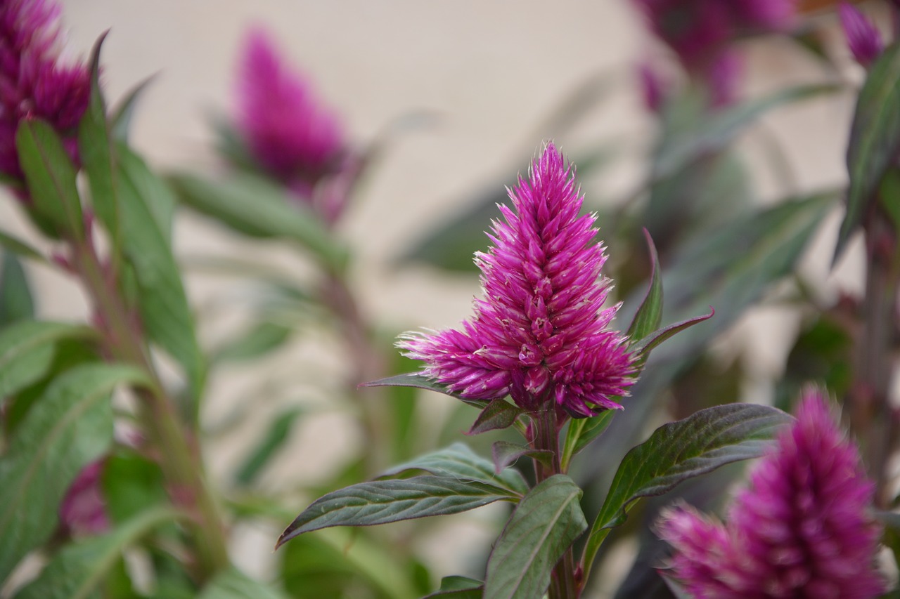 flowers célosia pink fuchsia garden solid free photo