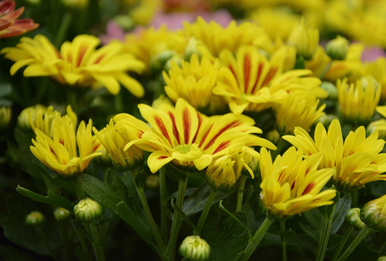 flowers chrysanthemums red yellow massif free photo