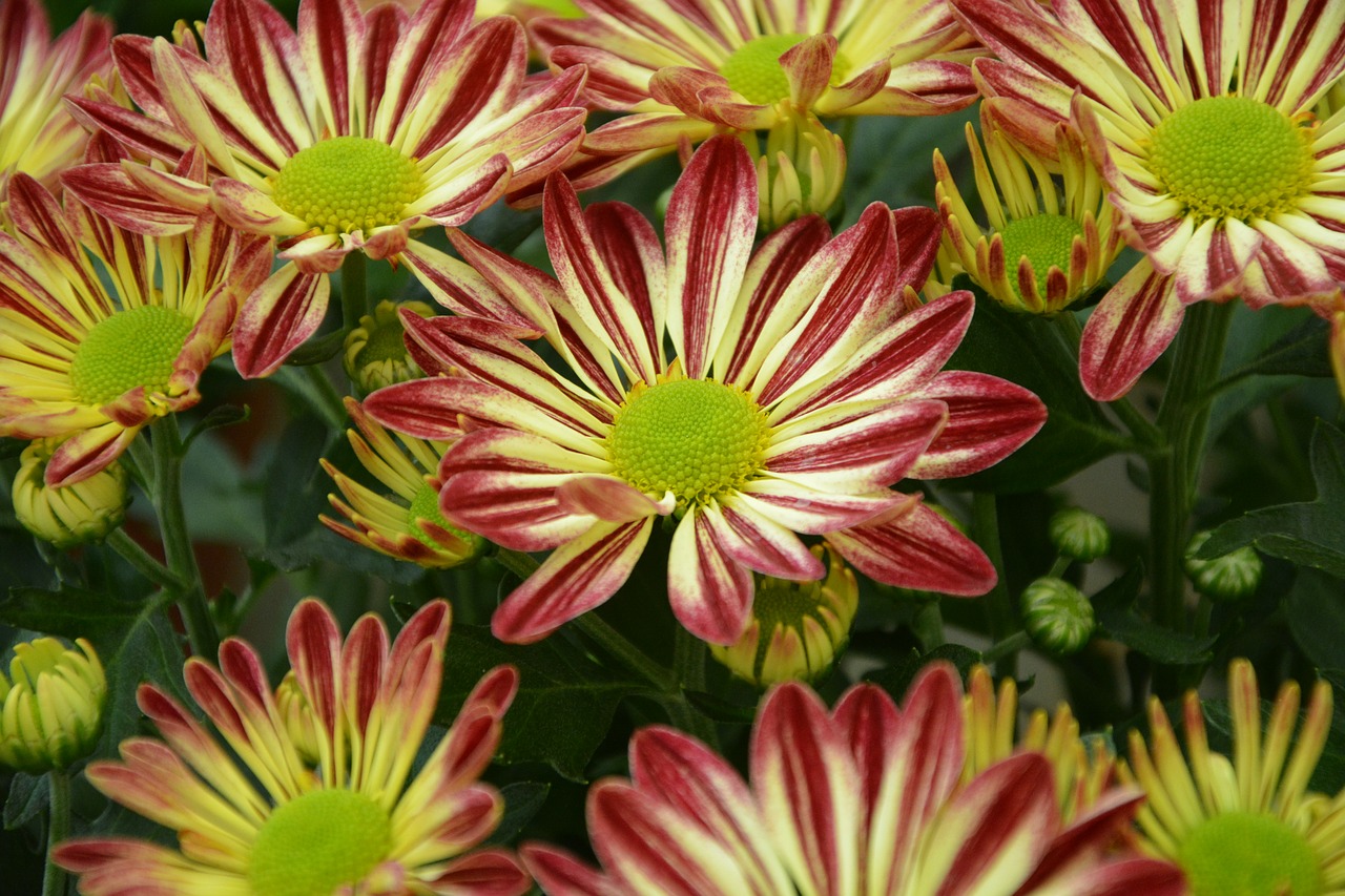 flowers chrysanthemums red chrysanthemum free photo