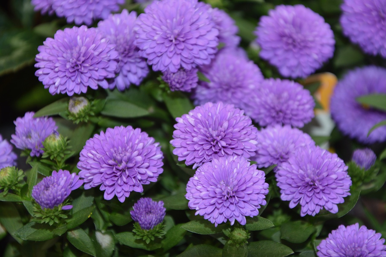 flowers color violet massif free photo