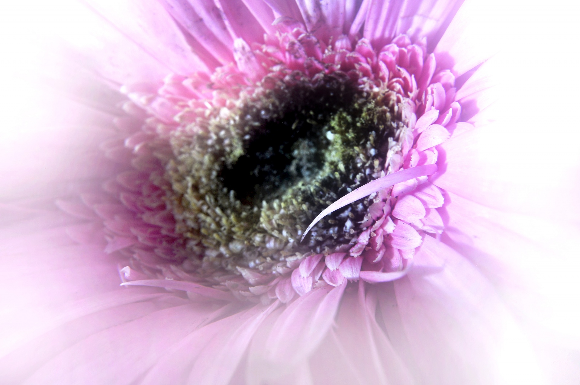 flowers artistic effect free photo