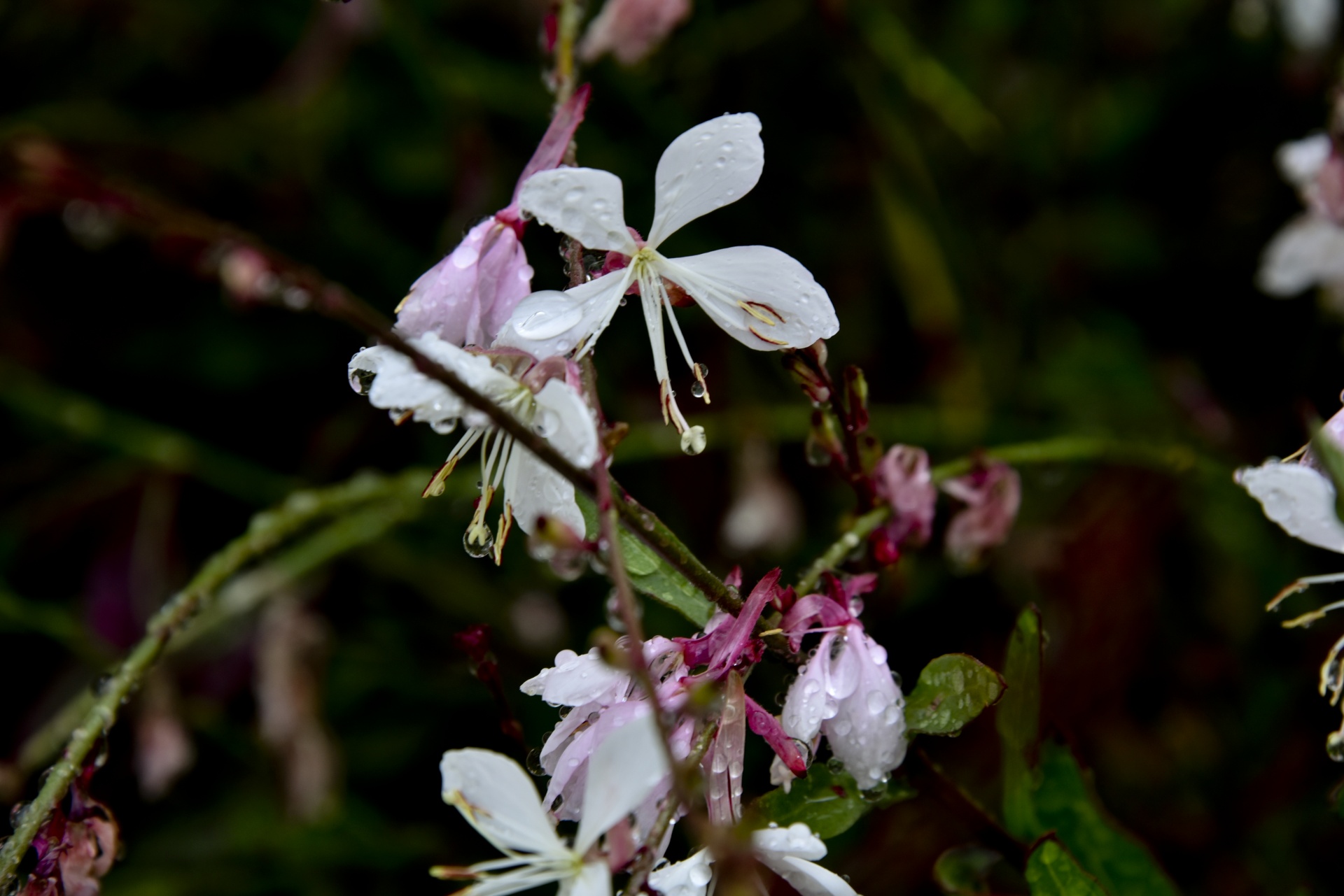 flower flowers water free photo