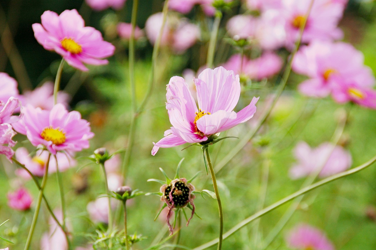 flowers field  pink  flowers free photo