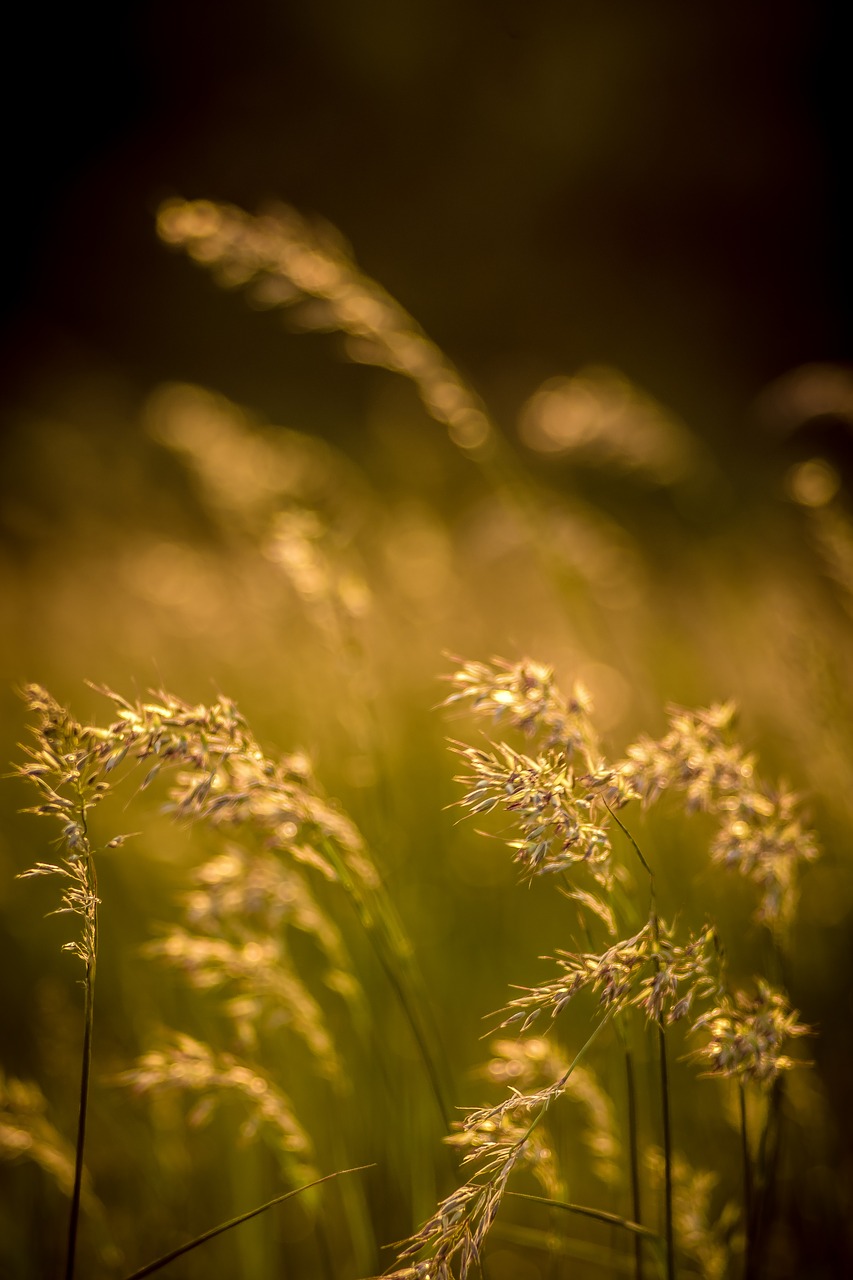 flowers field grass  grass  meadow free photo