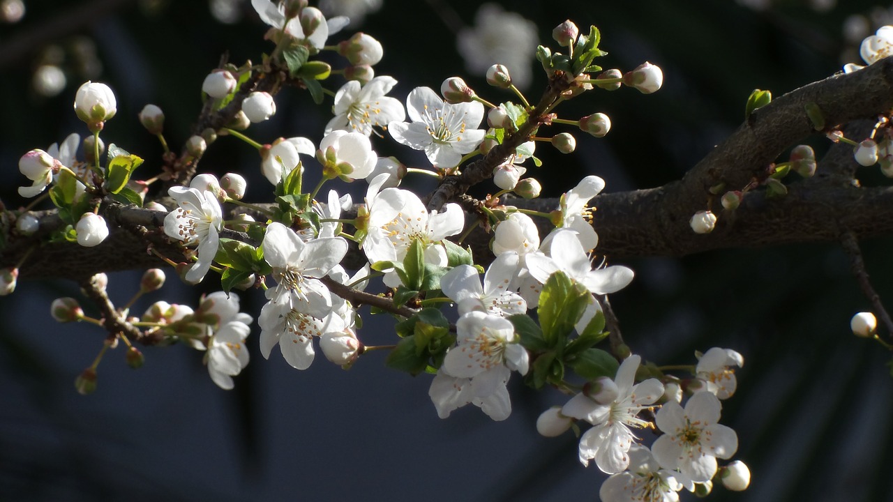 flowers flower  nature  spring free photo