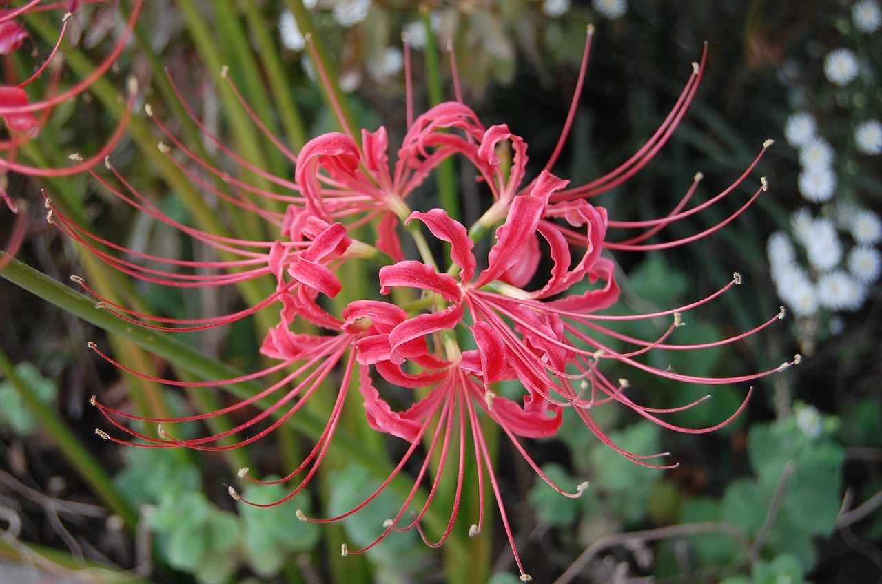 spider flower flowers for no nitrous free photo