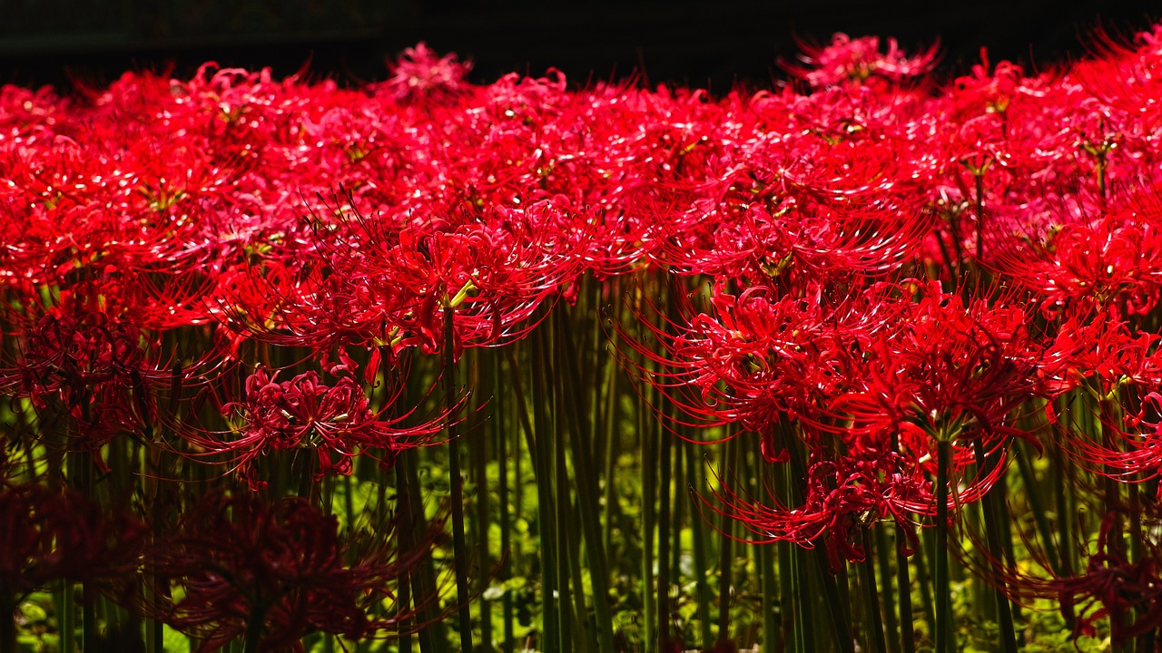 flowers for lycoris squamigera red flower free photo