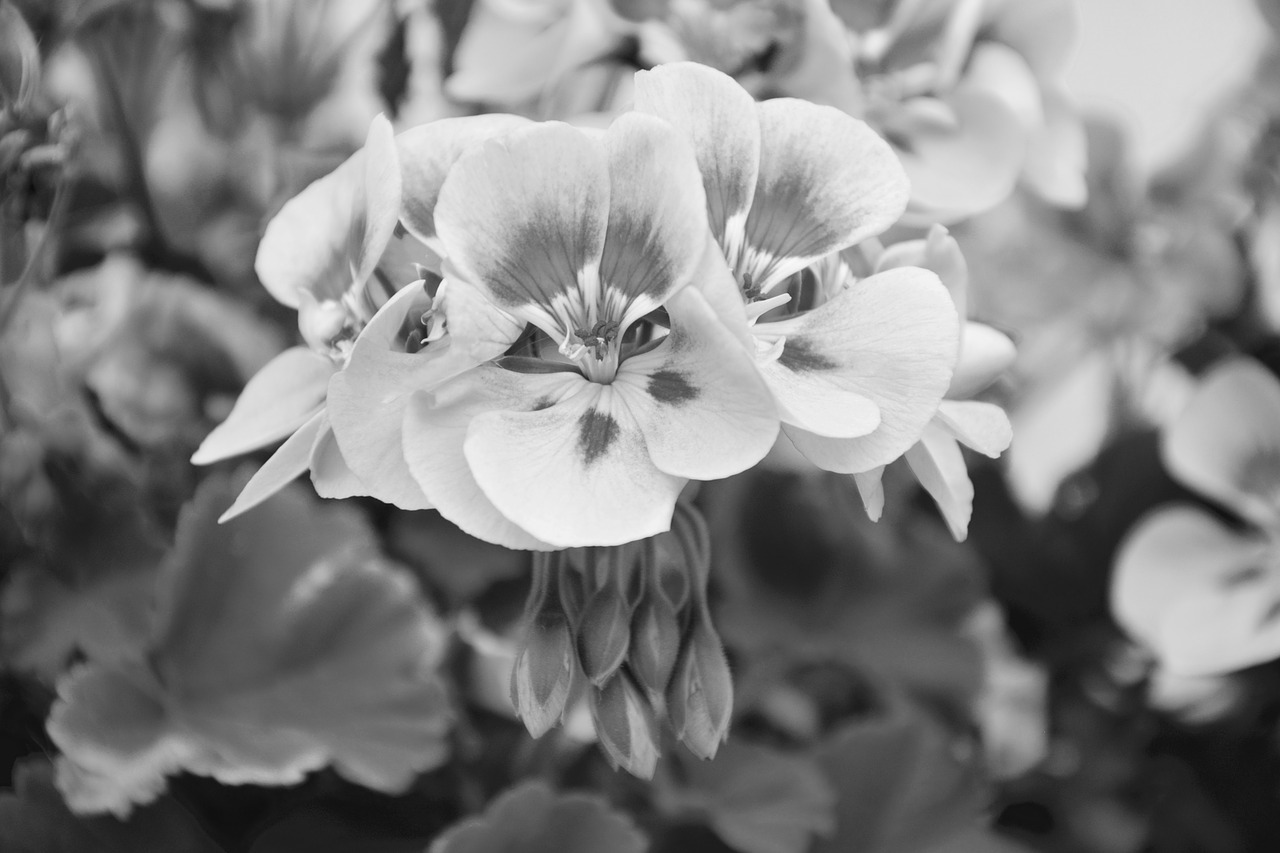 flowers geranium photo black white jardiniere free photo