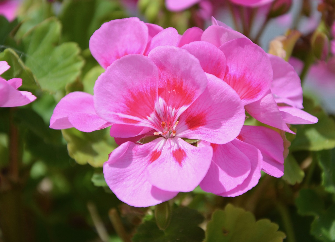 flowers geranium pink jardiniere pot free photo