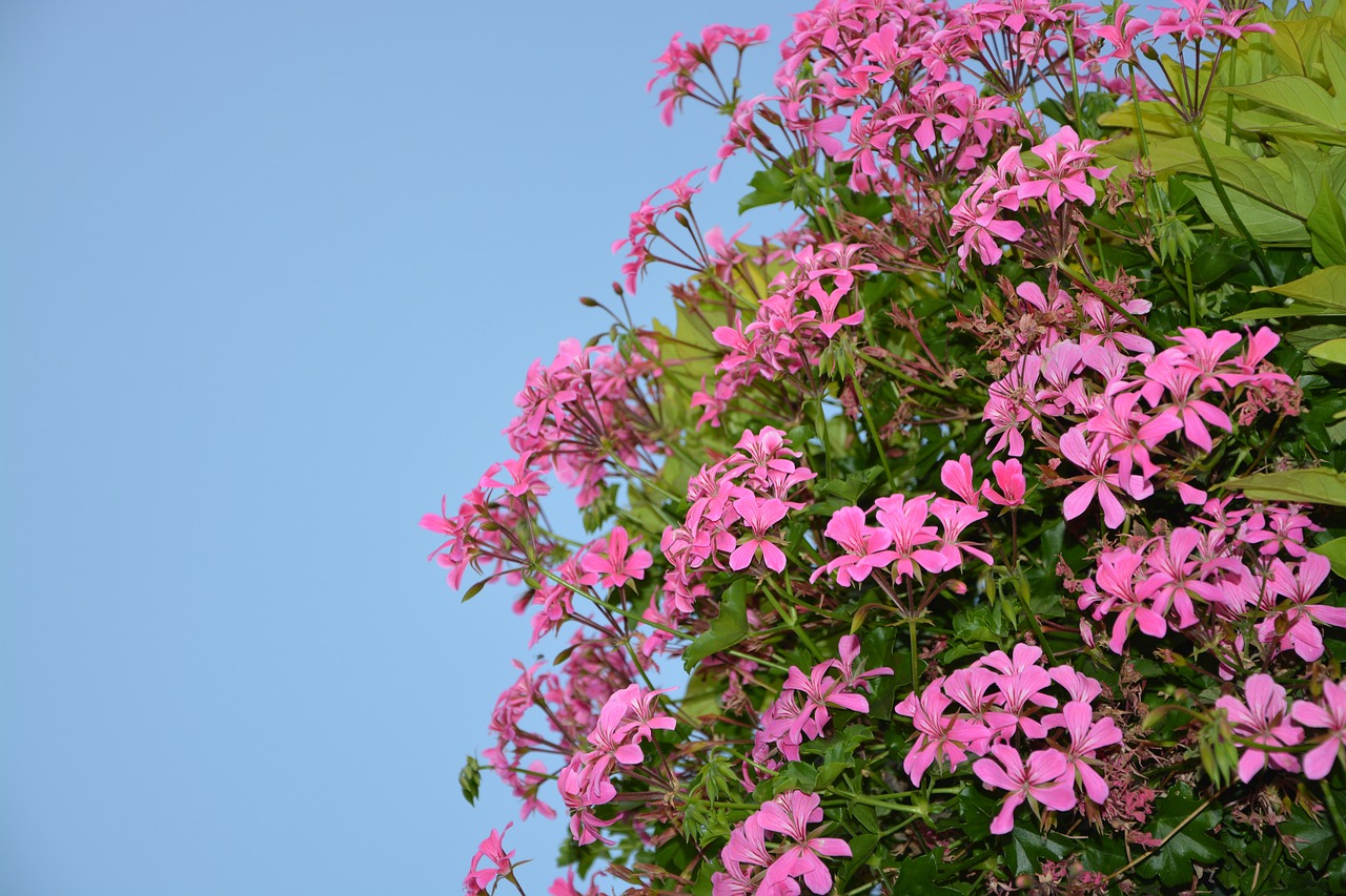 flowers geranium simple pink nature free photo