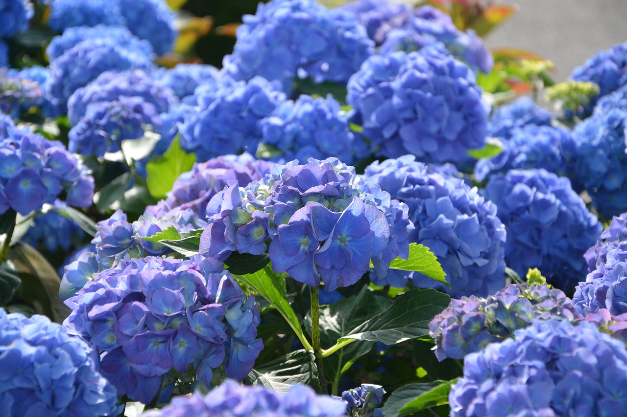 Edit free photo of Flowers hydrangeas blue,flowers,garden,massif,hedge ...