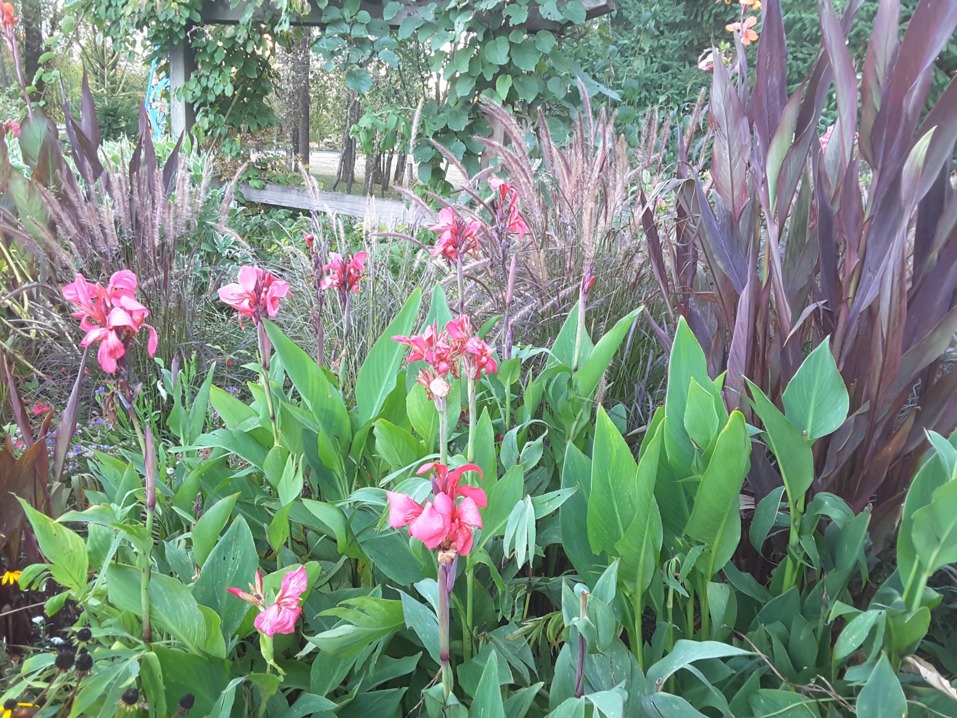 beautiful red flowers free photo