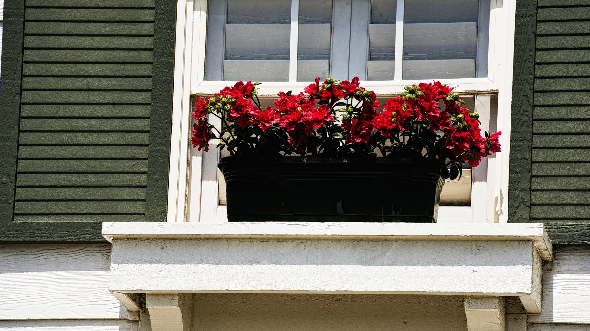 flowers red window free photo