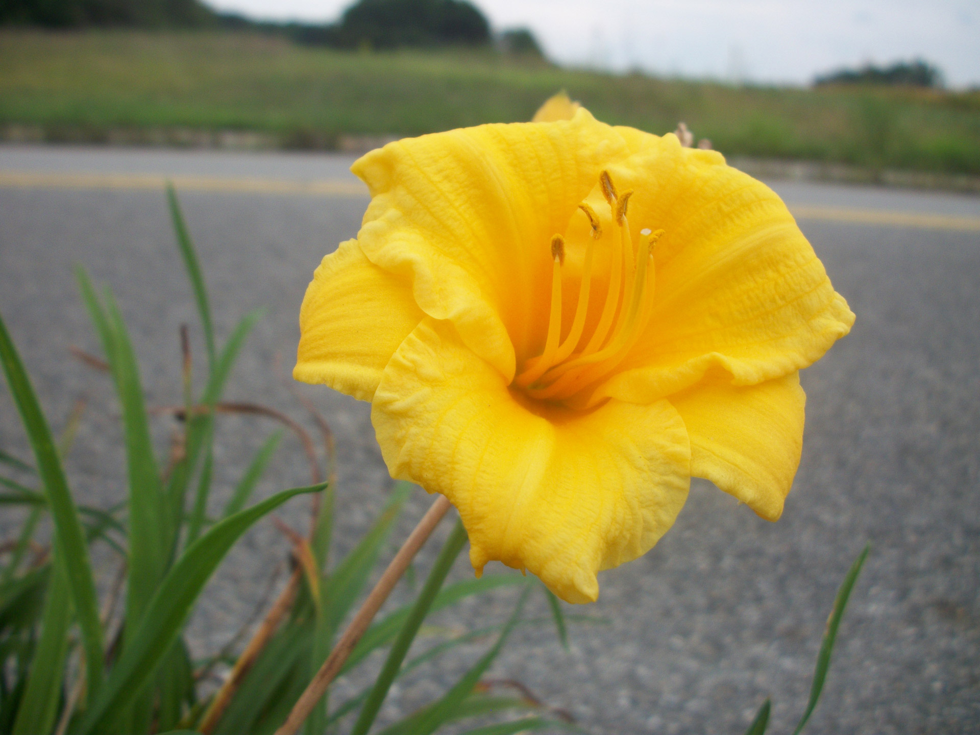 flower yellow pretty free photo