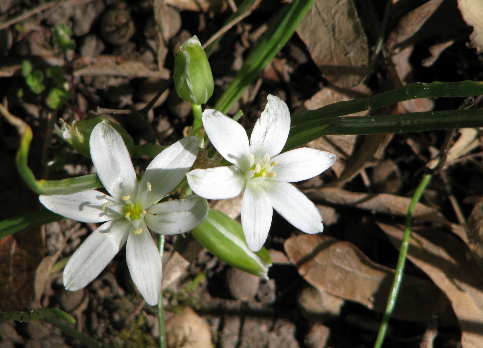 flower white nature free photo