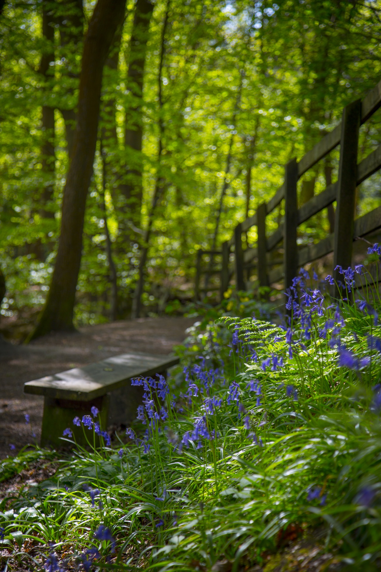 blue beautiful forest free photo