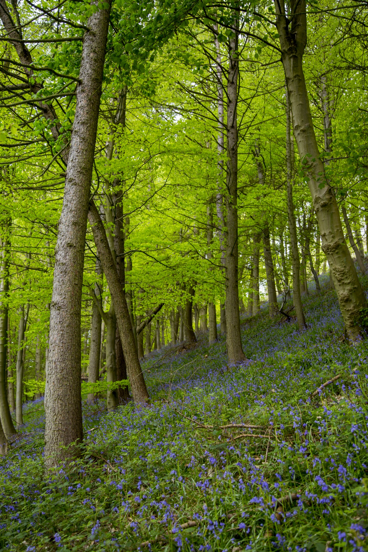 blue beautiful forest free photo