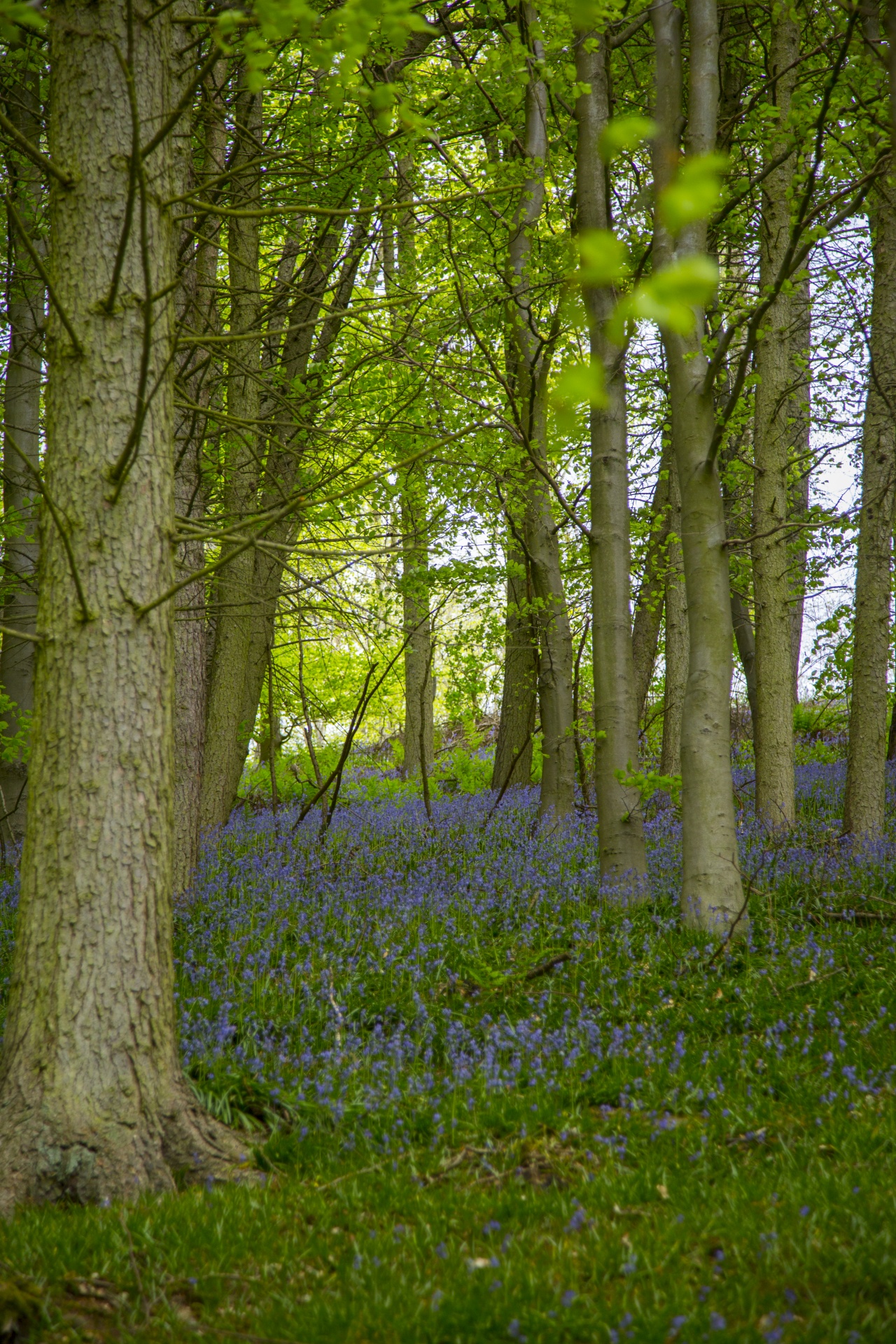 blue beautiful forest free photo