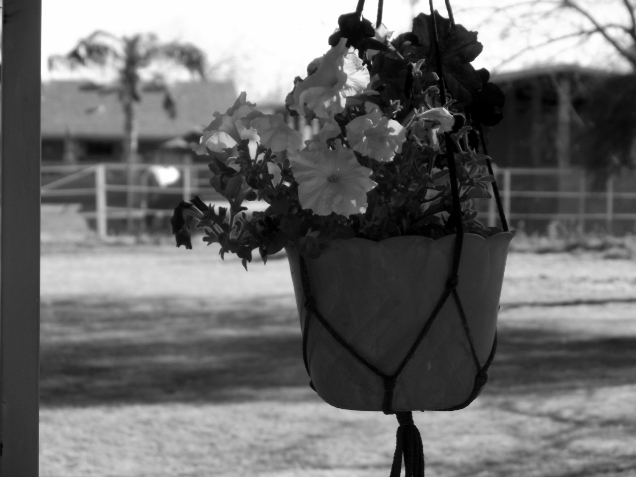 flowers pot hanging free photo
