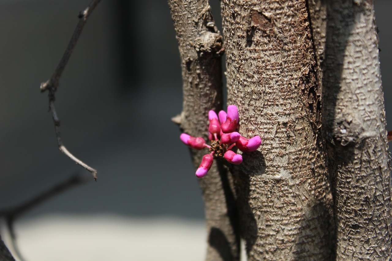 flowers in spring branch rose red free photo