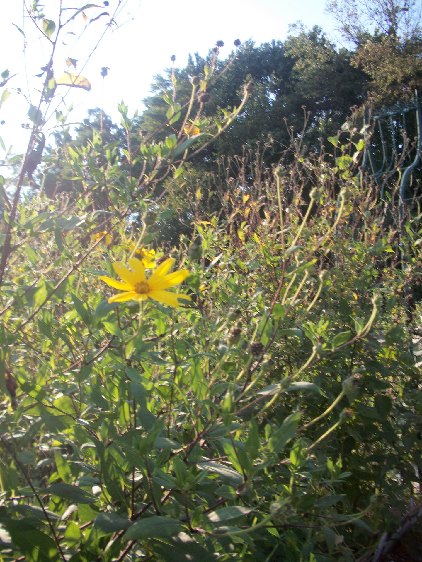 flowers nature garden free photo