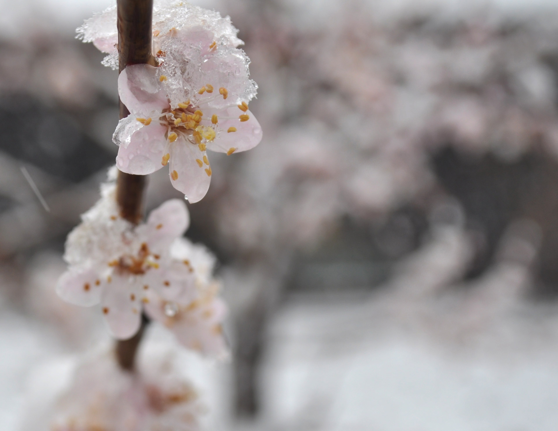 flowers snow apricot free photo