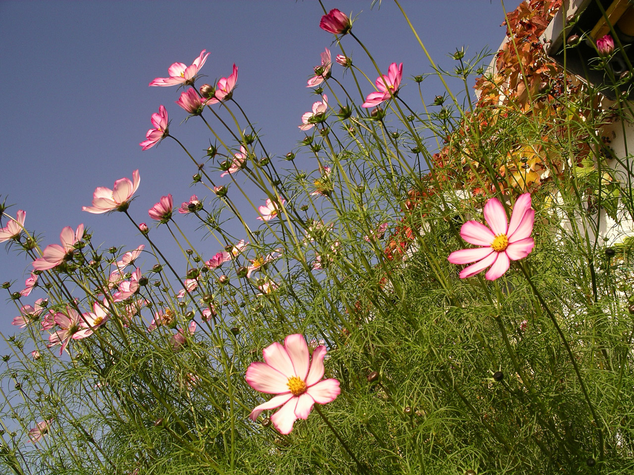 flowers sun flowers in the sun free photo