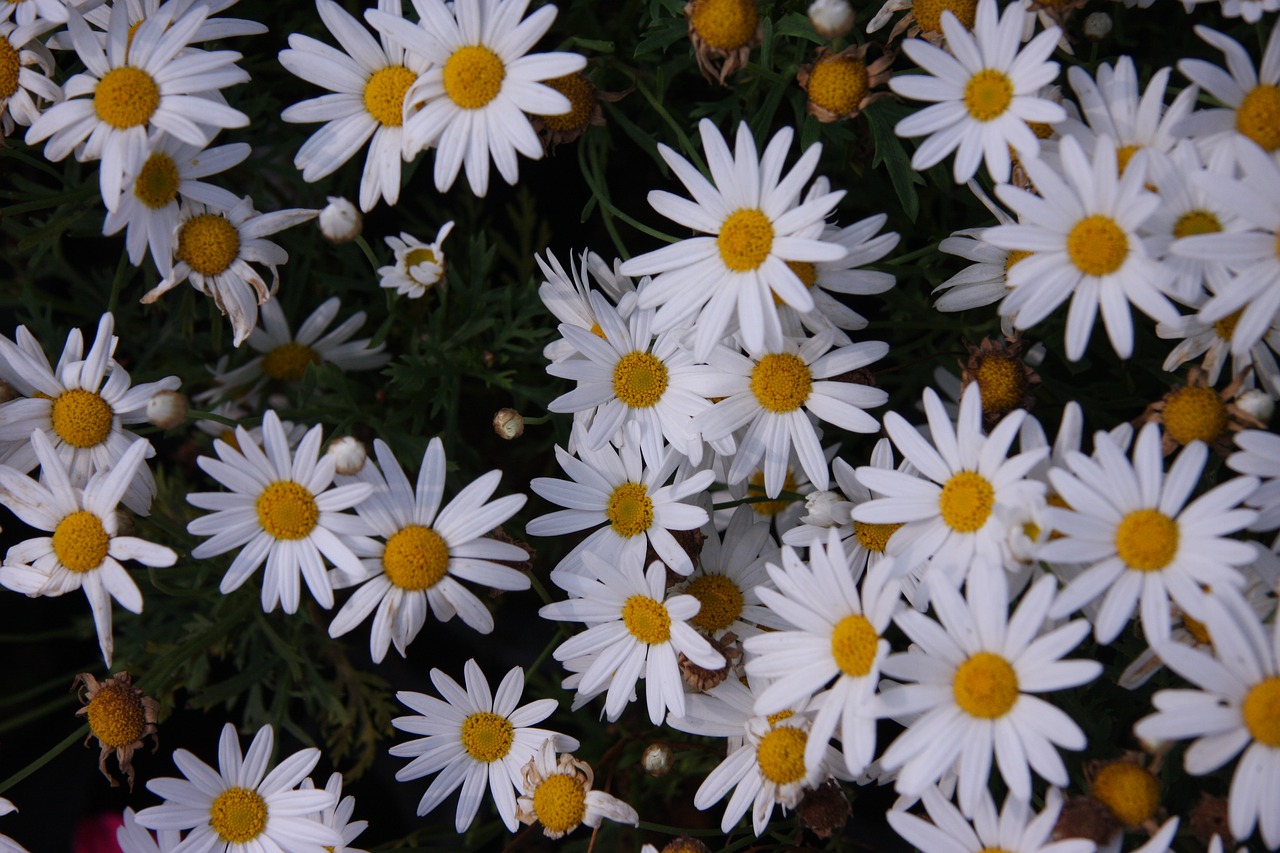 flowers in white flowers in garden garden free photo